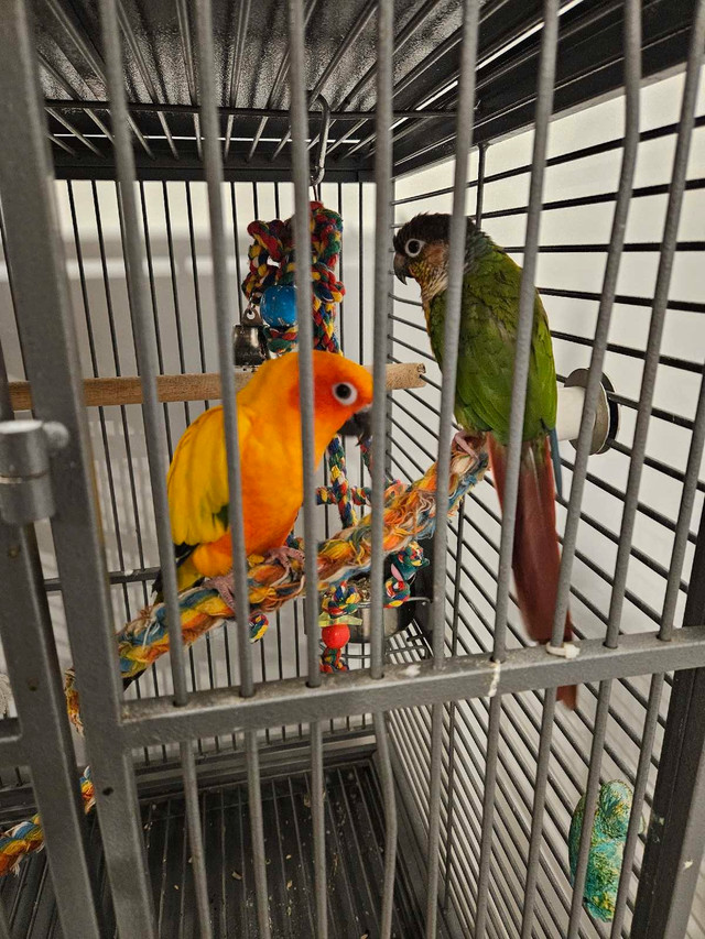 conure soleil dans Oiseaux à adopter  à Laval/Rive Nord - Image 3