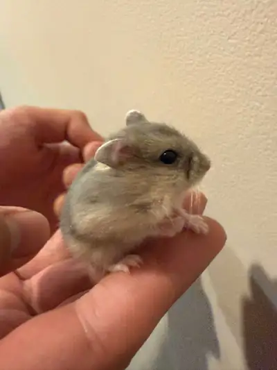 Hamster Roborovski à vendre , View more