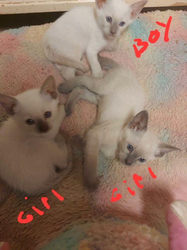 Gorgeous Siamese kittens in Cats & Kittens for Rehoming in Hamilton