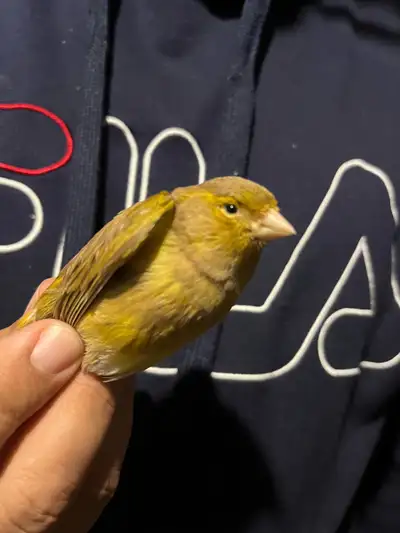 Femelle canari, View more