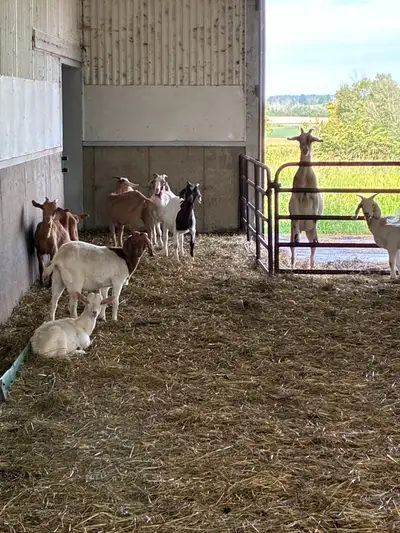 15-16month old Boer goats and alpine cross currently being covered by a Nubian buck in photo been ex...