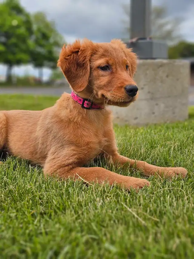 Female Golden Retriever in Dogs & Puppies for Rehoming in Mississauga / Peel Region - Image 5