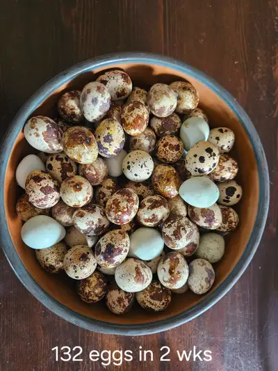 QUAIL EGGS for sale., View more