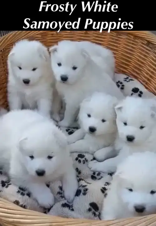 PURE TEDDY BEAR FROSTY WHITE EUROPEAN SAMOYED LITTER WATCH VIDEO HERE: https://youtube.com/shorts/P5...