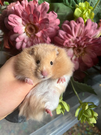 Adorable baby Syrian hamsters