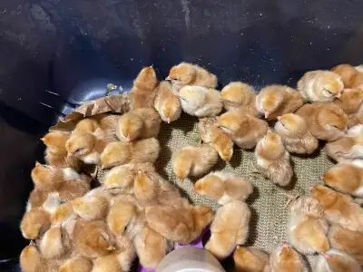 Rhode Island Red chicks $6 each