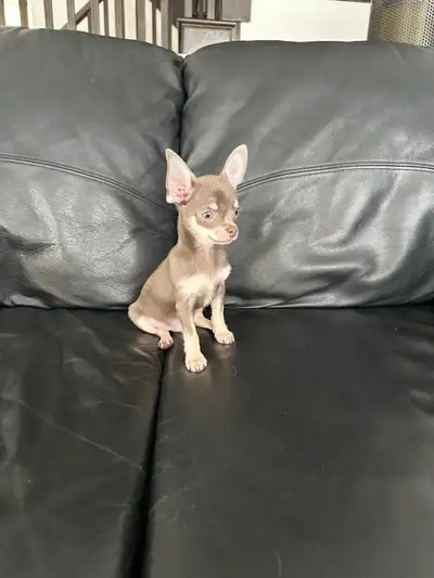 VERY TINY BLUE CKC REGISTERED CHIHUAHUA, View more