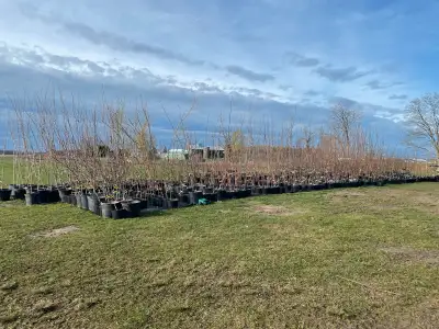 Come check out the large selection of fruit trees I have available! I have apple, peach, plum, pear,...