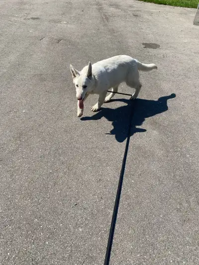 White German shepherd puppy , View more