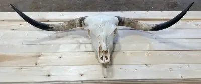 Beautiful big long horn skull. Just shy of 5 feet across. Firm on price.