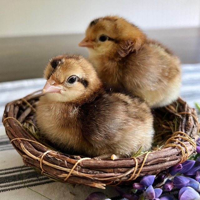 Day old chicks  in Other in Bedford