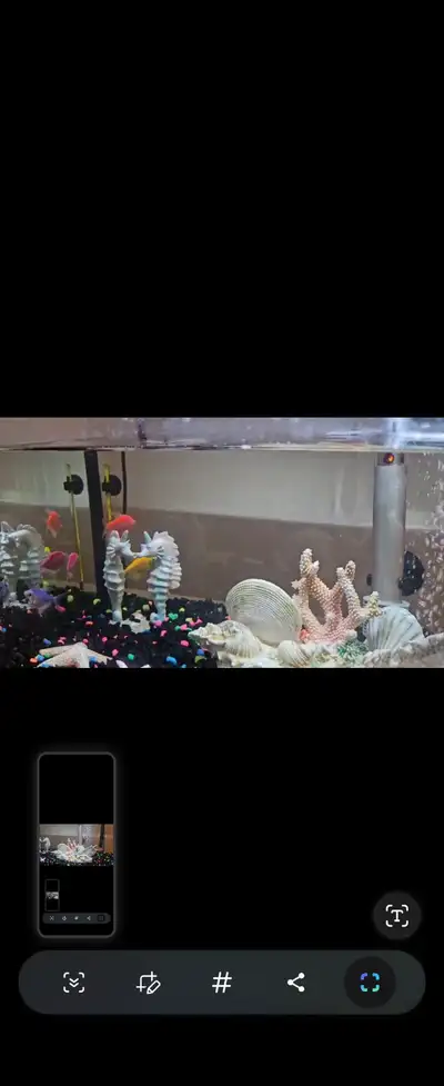 Selling beautiful 10 Galon tank, View more