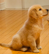 Golden Retriever Puppy for SALE. FEMALE 12WEEKS OLD