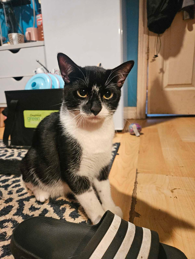 kitten looking for a home dans Chats et chatons à adopter  à Ville de Montréal