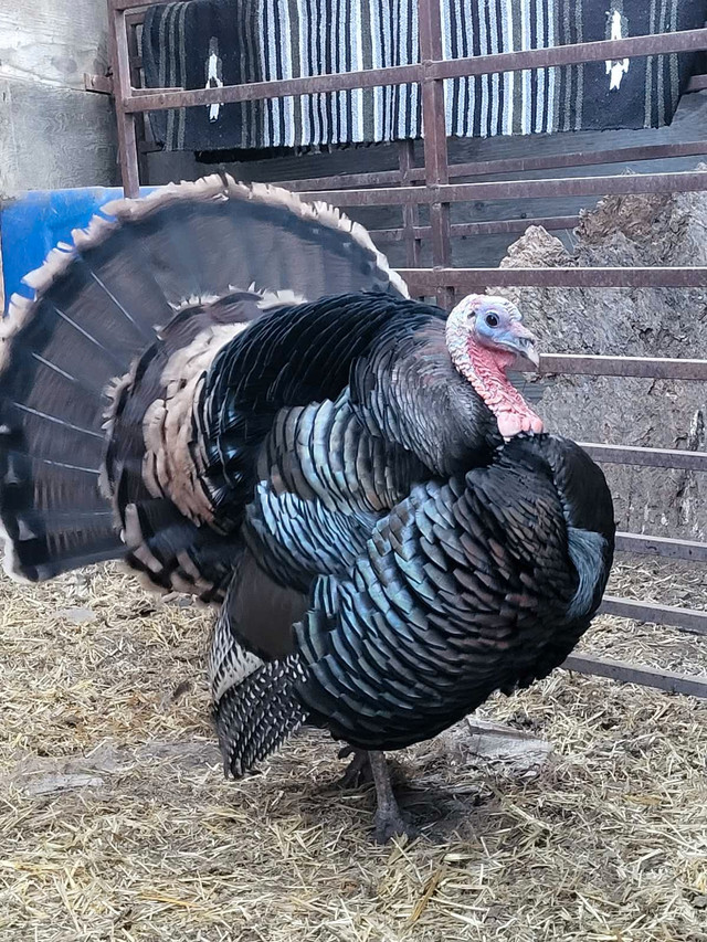 ISO Turkey Hens in Livestock in Lethbridge