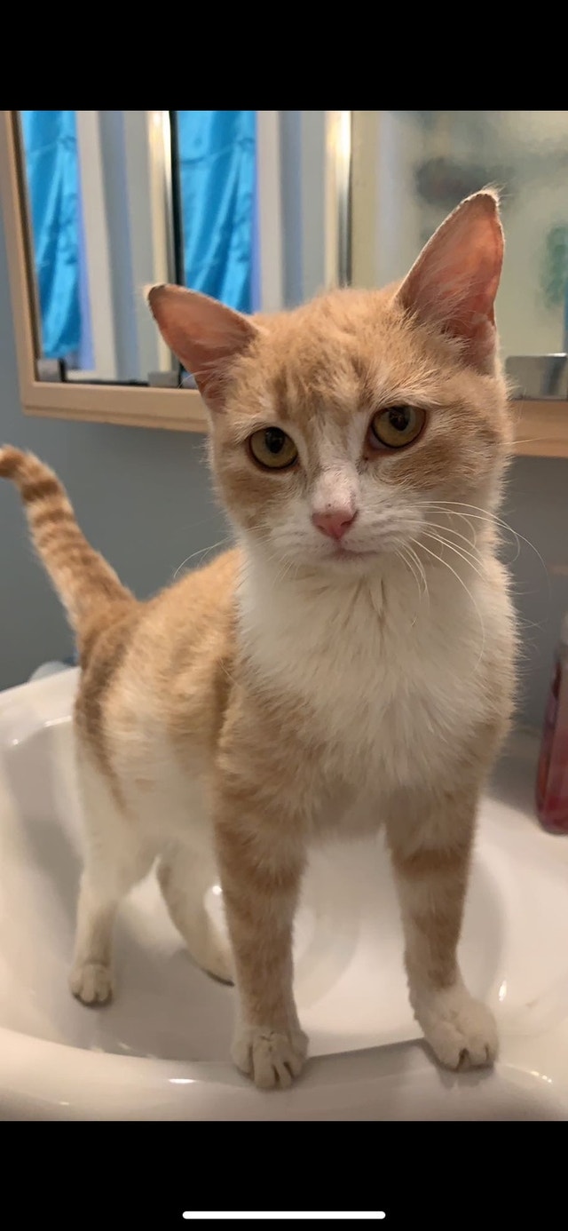 Female orange tabby Cats & Kittens for Rehoming Kamloops Kijiji