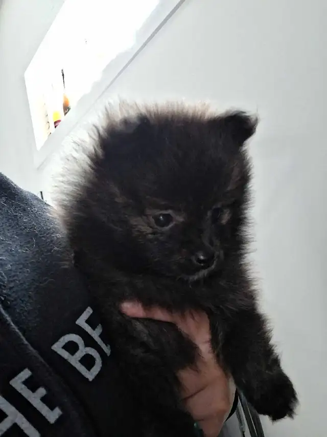 Purebred Pomeranian Puppies in Dogs & Puppies for Rehoming in Edmonton - Image 7