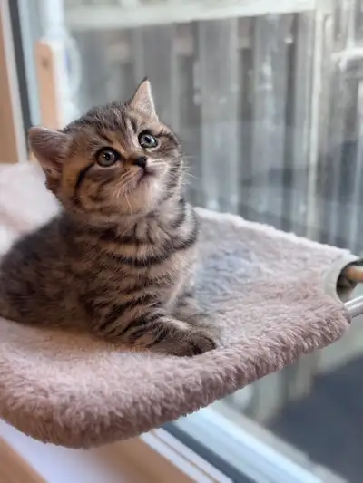 British shorthair/Longhair Kittens, View more