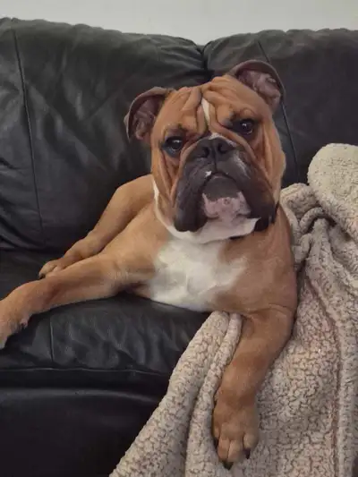 Almost 1 year old male english bulldog looking for a new home. Up to date on shots, not yet neutered...