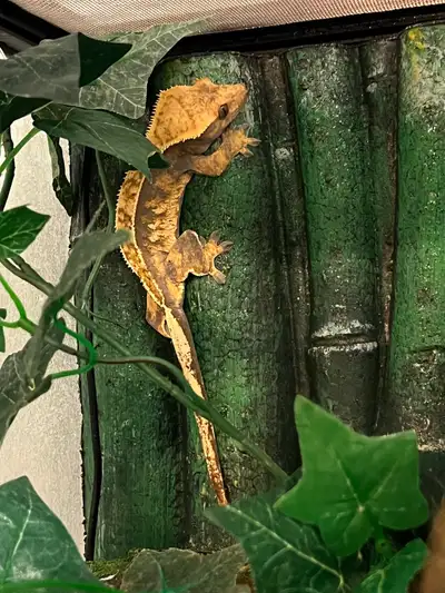 Crested Gecko for sale , View more