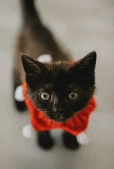 ❤️expert pet sitter cat boarding cat sitter❤ small pet boarding!, View more