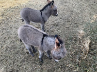 Miniature donkeys