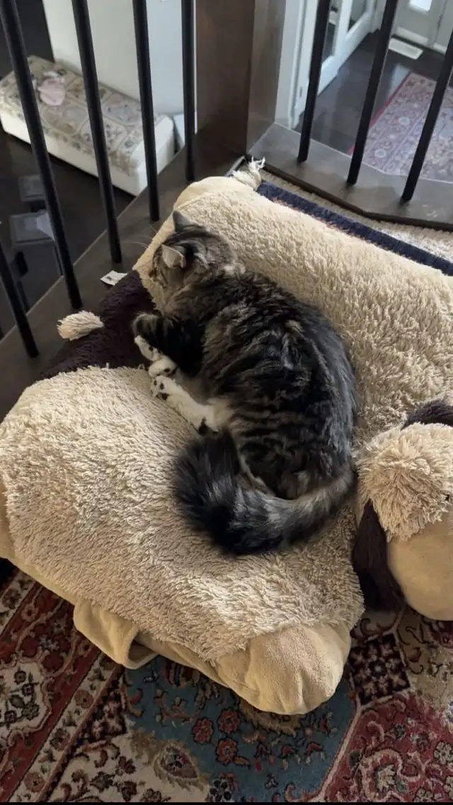 Lost Kitty Cat(Captain)64269671073665122