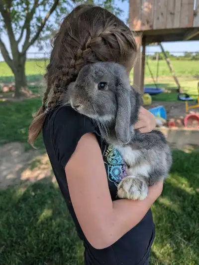 male Holland lop, View more