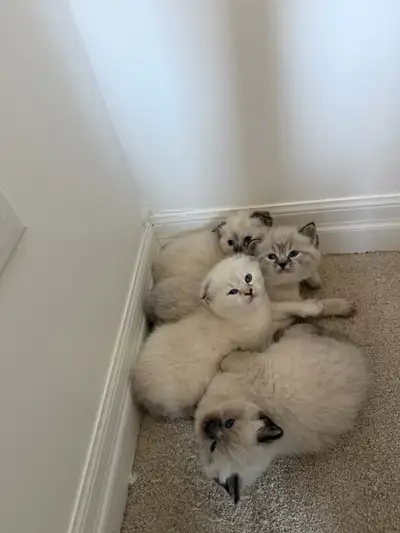 4 Adorable Kittens Looking for a Loving Home, View more