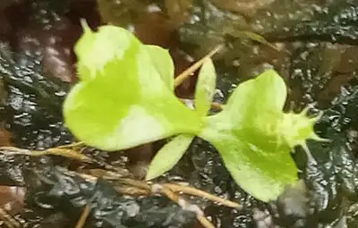 Nepenthes Ampullaria Viking x BM (black miracle) seedlings, View more