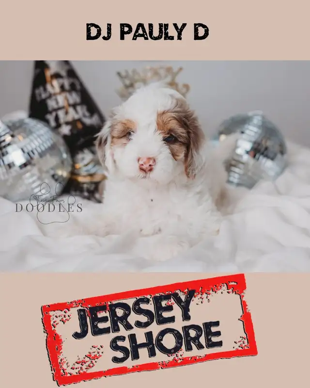 Multigenerational Mini Sheepadoodle available. Will be 30-35lbs in Cats & Kittens for Rehoming in City of Toronto - Image 3