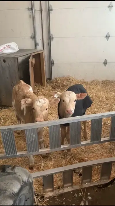 Charlaois cross heifer calves. Older one on the left is 2 weeks old drinking well and starting to ea...