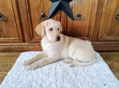 YELLOW LAB BOY LOOKING FOR NEW HOME!!!  , View more
