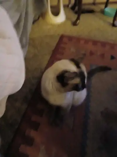 pure bread siamese kittens, View more