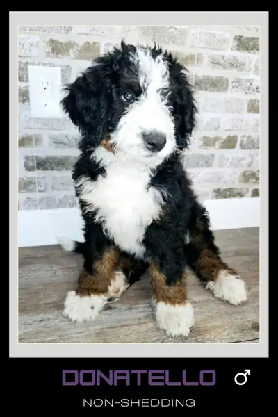 Bernedoodles, View more
