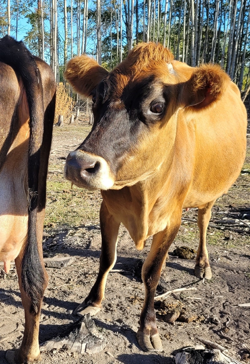 Jersey milk cow Livestock Vanderhoof Kijiji