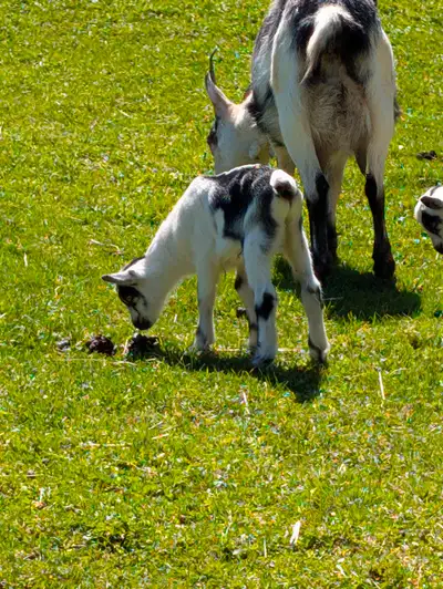 Chevreaux à vendre, View more