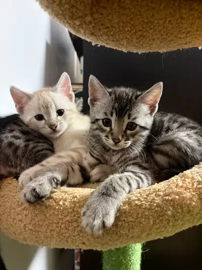 Chatons Bengal, View more