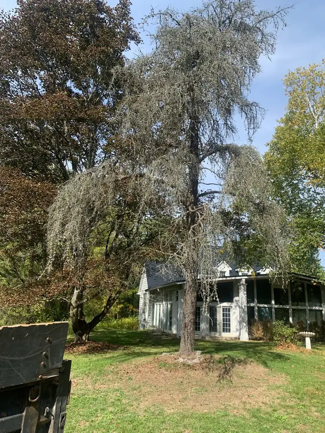 ****TREE REMOVAL, TREE TRIMMING, STORM DAMAGE*** in Lawn, Tree Maintenance & Eavestrough in City of Toronto - Image 5
