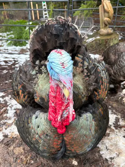 Large Turkey Tom and two hens for sale .. or trade for ducks !, View more