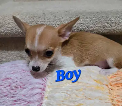 PUREBRED CHIHUAHA PUPPIES, View more