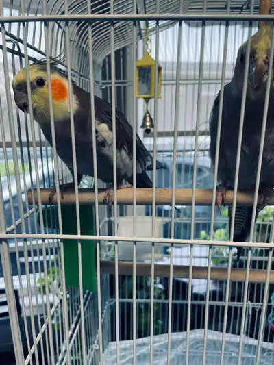 Pair of cockatiels and cage