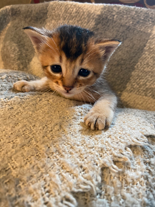 Abyssin Abyssinian A Vendre Chats Et Chatons A Adopter Ouest De L Ile Kijiji
