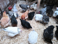 Poules,poulettes et poussins a vendre 