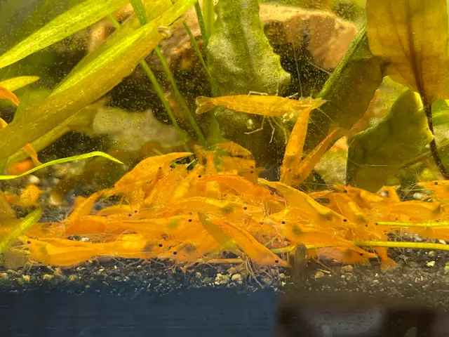 Orange Sunkist Shrimp  in Fish for Rehoming in Hamilton - Image 5
