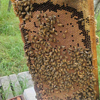 Honey bee Nucs