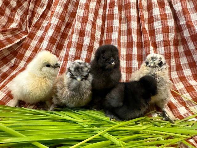 Silkie chicks available in Livestock in Napanee - Image 2