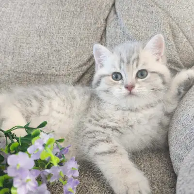 British X Scottish kittens , View more