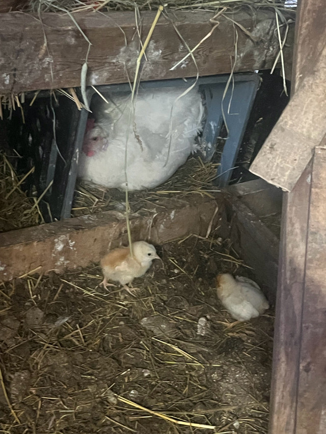Broody hens with chicks  in Livestock in London