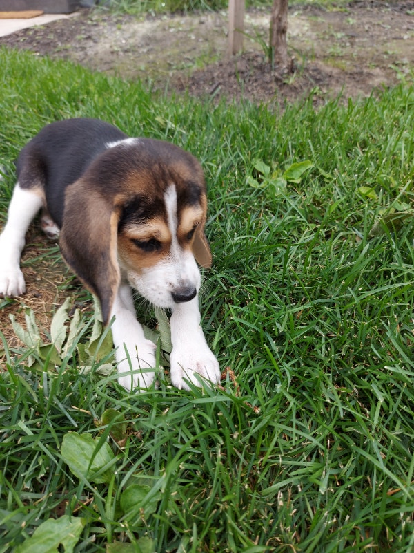 Beagle puppy Dogs & Puppies for Rehoming City of Toronto Kijiji